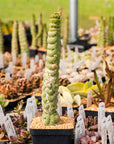 Eulychnia castanea cv. varispiralis - single stem - Vivid Root