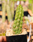 Eulychnia castanea cv. varispiralis - single stem - Vivid Root
