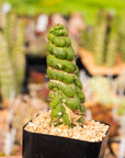 Eulychnia castanea cv. varispiralis - single stem - Vivid Root