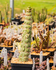 Eulychnia castanea cv. varispiralis - single stem - Vivid Root