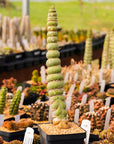 Eulychnia castanea cv. varispiralis - single stem - Vivid Root