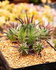 Euphorbia ferox - Vivid Root