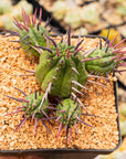 Euphorbia ferox - Vivid Root