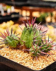 Euphorbia ferox - Vivid Root