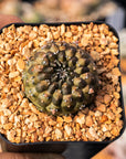 Euphorbia gymnocalycioides - Vivid Root