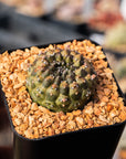 Euphorbia gymnocalycioides - Vivid Root