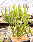 Euphorbia leucodendron oncoclada f. variegata white - Vivid Root