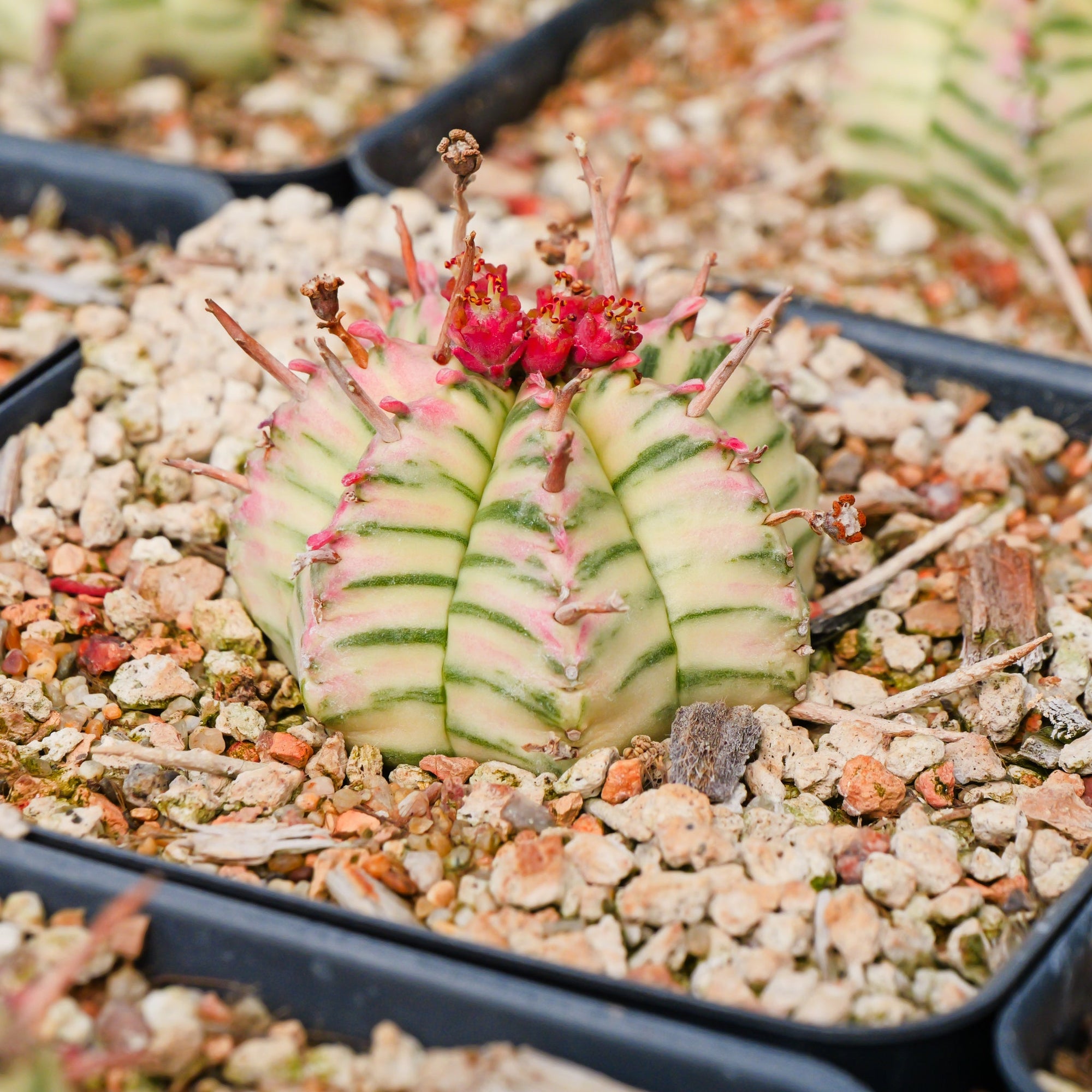 Euphorbia meloformis variegated - Vivid Root