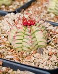 Euphorbia meloformis variegated - Vivid Root