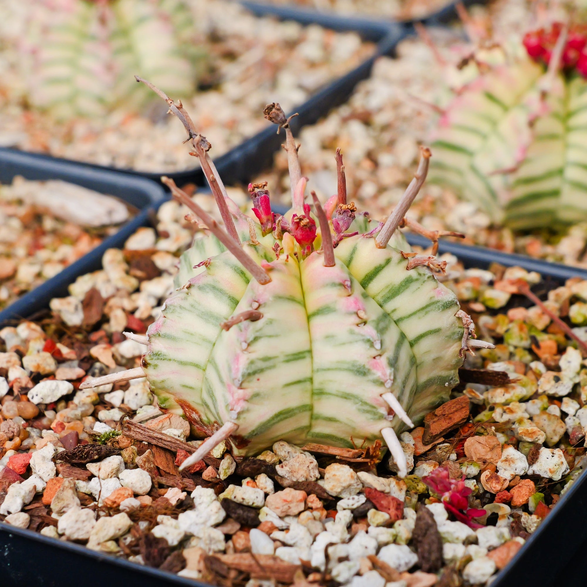 Euphorbia meloformis variegated - Vivid Root