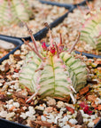 Euphorbia meloformis variegated - Vivid Root