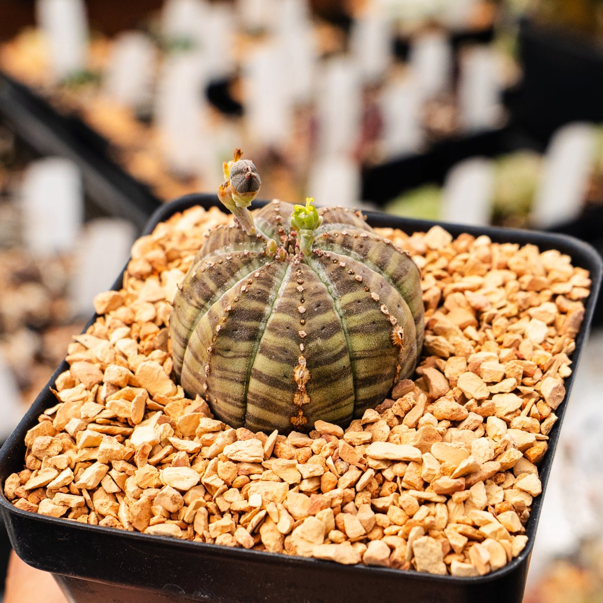 Euphorbia obesa hybrid – Vivid Root