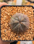Euphorbia pseudoglobulosa - Vivid Root
