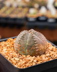 Euphorbia pseudoglobulosa - Vivid Root