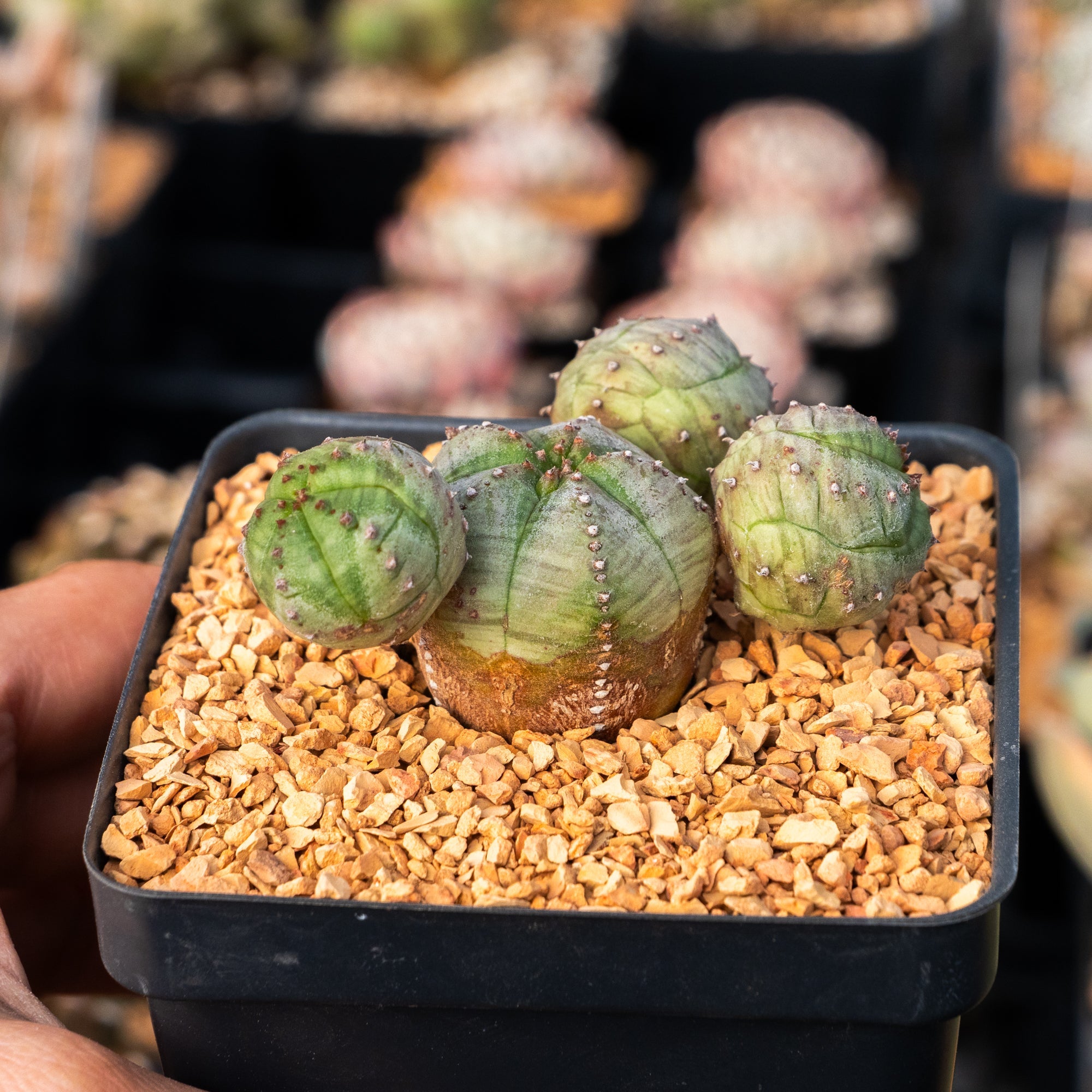 Euphorbia pseudoglobulosa - Vivid Root