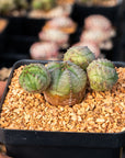 Euphorbia pseudoglobulosa - Vivid Root