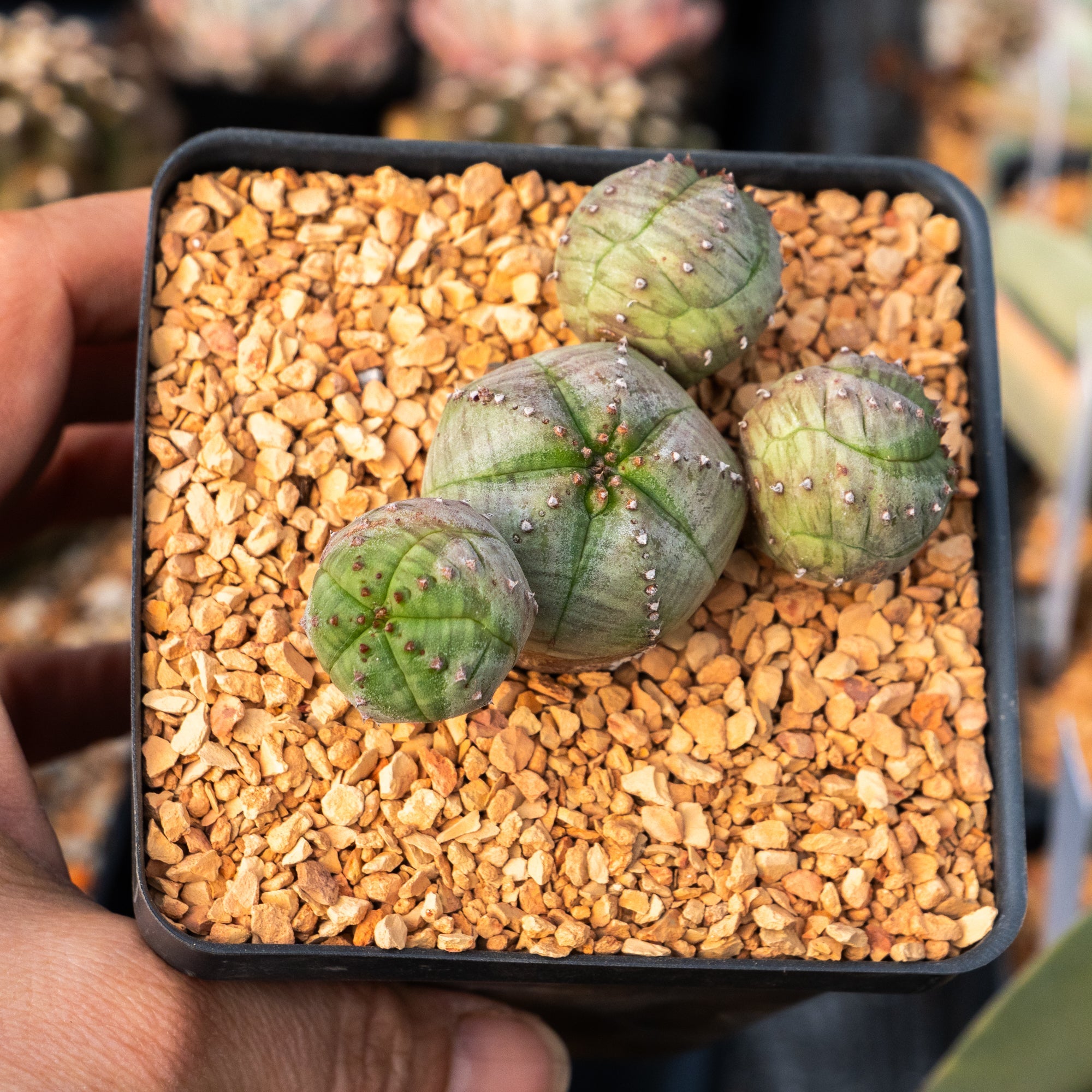 Euphorbia pseudoglobulosa - Vivid Root