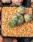 Euphorbia pseudoglobulosa - Vivid Root