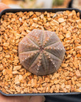 Euphorbia pseudoglobulosa - Vivid Root