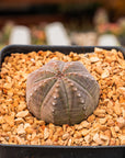 Euphorbia pseudoglobulosa - Vivid Root