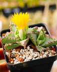 Faucaria felina - Vivid Root