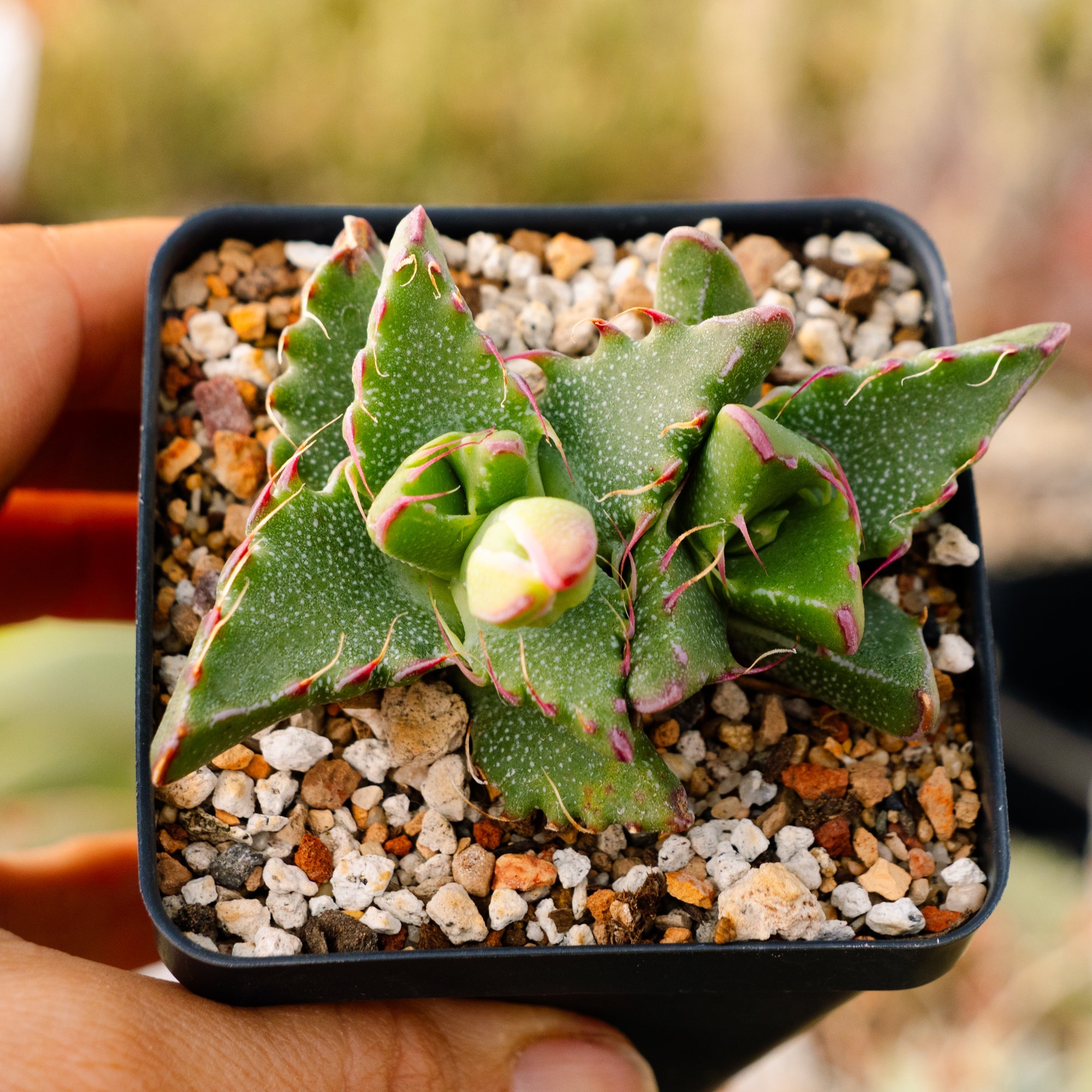 Faucaria felina - Vivid Root