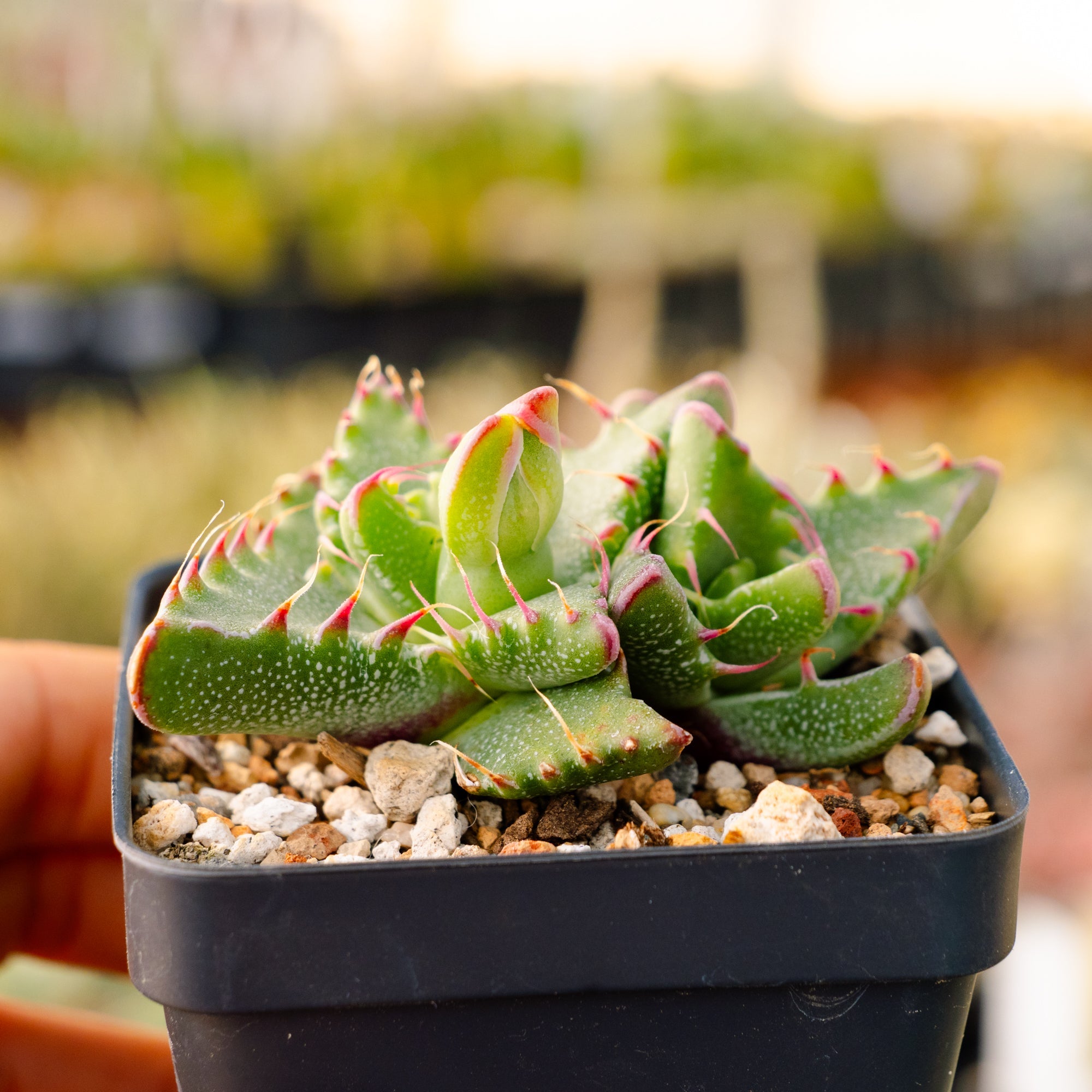 Faucaria felina - Vivid Root