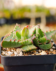 Faucaria felina - Vivid Root