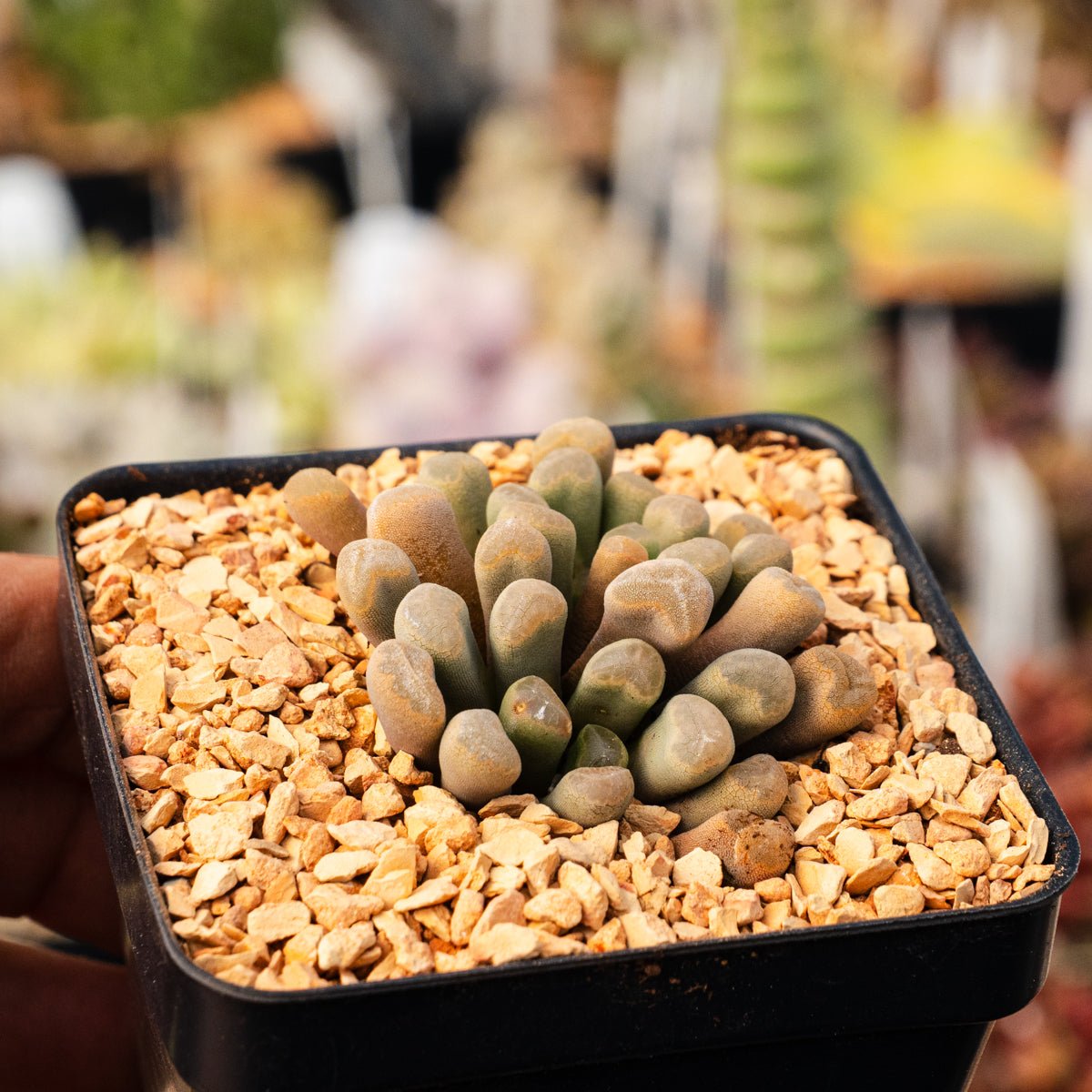 Frithia pulchra - Fairy Elephant's Feet - Vivid Root