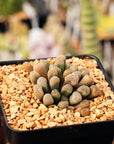 Frithia pulchra - Fairy Elephant's Feet - Vivid Root