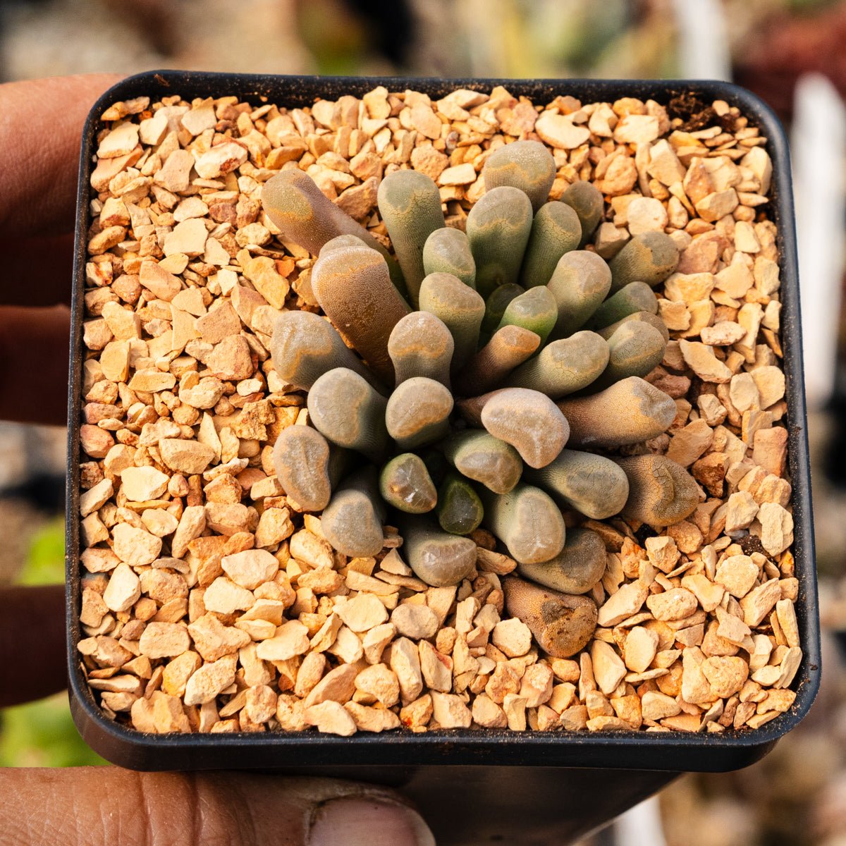 Frithia pulchra - Fairy Elephant's Feet - Vivid Root