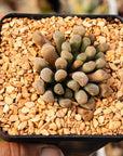 Frithia pulchra - Fairy Elephant's Feet - Vivid Root