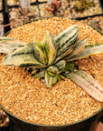 Gasteria 'Fuji Yuki' - White Variegated - Vivid Root
