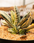 Gasteria 'Fuji Yuki' - White Variegated - Vivid Root
