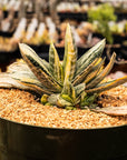 Gasteria 'Fuji Yuki' - White Variegated - Vivid Root