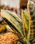 Gasteria 'Fuji Yuki' - White Variegated - Vivid Root