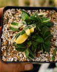 Gasteria gracilis variegata (yellow) | One & Only | A - Vivid Root