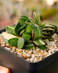 Gasteria gracilis variegata (yellow) | One & Only | A - Vivid Root