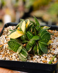 Gasteria gracilis variegata (yellow) | One & Only | A - Vivid Root