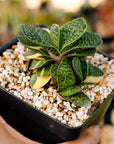 Gasteria gracilis variegata (yellow) | One & Only | B - Vivid Root