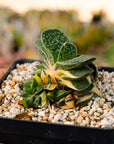 Gasteria gracilis variegata (yellow) | One & Only | B - Vivid Root