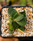 Gasteria gracilis variegata (yellow) | One & Only | B - Vivid Root
