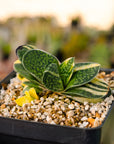 Gasteria gracilis variegata (yellow) | One & Only | C - Vivid Root