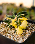 Gasteria gracilis variegata (yellow) | One & Only | C - Vivid Root