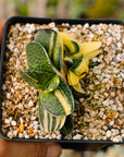 Gasteria gracilis variegata (yellow) | One & Only | C - Vivid Root