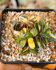 Gasteria gracilis variegata (yellow) | One & Only | D - Vivid Root