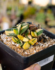 Gasteria gracilis variegata (yellow) | One & Only | D - Vivid Root