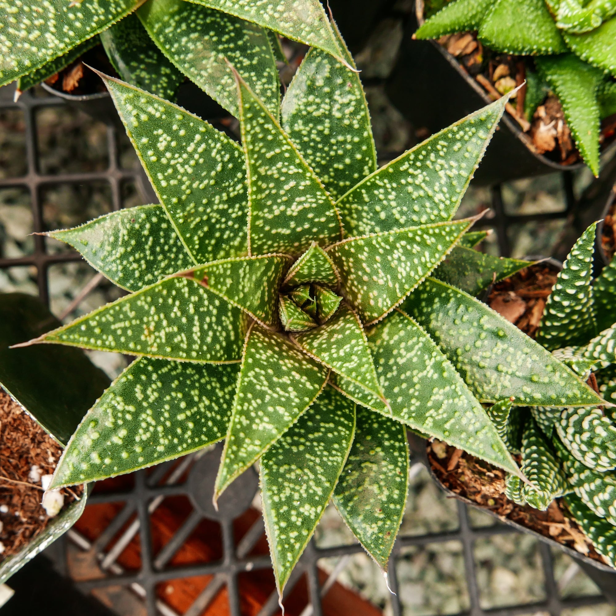 Gasteria 'Green Star' - Vivid Root