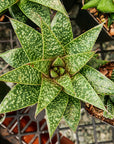 Gasteria 'Green Star' - Vivid Root