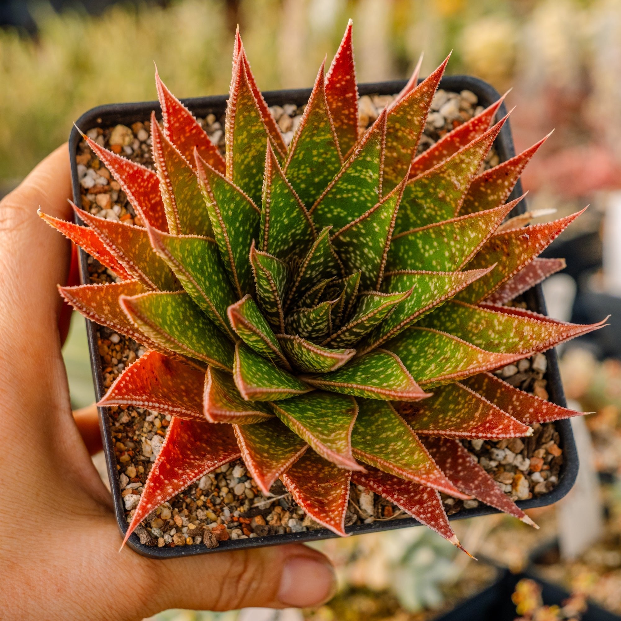 Gasteria 'Green Star' - Vivid Root